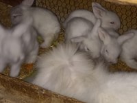 Yavru Hollanda lop tavşanı