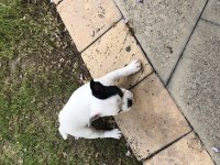 3 aylık maskeli french bulldog