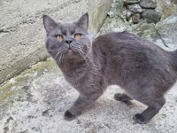 1 YAŞINDA ERKEK KEDİMİZ