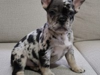 Exotic ve taşıyıcı harika french bulldog bebekler