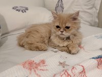 4 aylık safkan chinchilla erkek malzemeleri ile elden