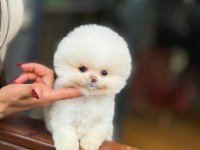 Teddy Bear Pomeranian Boo