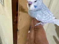 36 GÜNLÜK JUMBO ERKEK BEBEK MUHABBET KUŞU