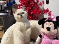 British Shorthair Blue Point