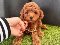 Safkan Toy Poodle Bebekler