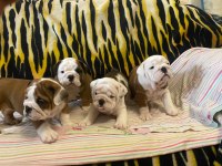 SHOW CLASS TÜRKİYEDE TEK İNGİLİZ BULLDOG YAVRULAR
