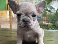 Egzotik french bulldog dişi ve erkek