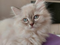 3 aylık erkek british longhair