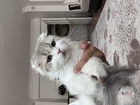 3 aylık kedilerimiz