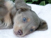 Ultra Egzotik Uzun Tüylü Safkan Isabella Dachshund Sosis