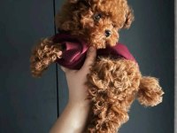 Teacup toy poodle sevimli dost