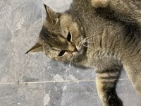 Yakışıklı Golden british shorthair
