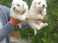 Süper kalite maltese