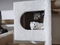 British shorthair bebeklerime yuva arıyorum