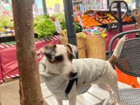 1.5 Yaşında Jack Russell