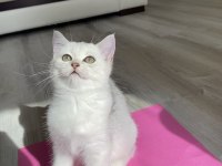 Sliver yavru kedim