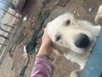 Beyaz golden 1 yaşında