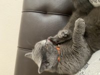 Erkek british shorthair