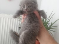 Scottish fold dişi yavrumuz