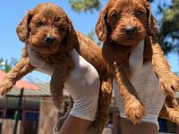 Maltipoo yavrularımız büyüdü