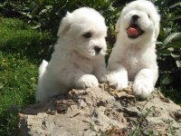 MALTESE TERRIER YAVRULARI
