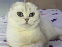Kısır ücretsiz dünya güzeli scottish fold kızım