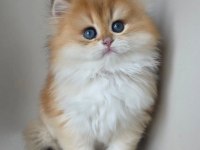 Asilzade Golden British Longhair 