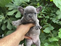 Tospik french bulldog yavrular (ped eğitimli)