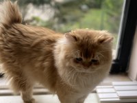 1,5 yaşında full şecereli british longhair
