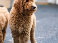 DEV LABRADOODLE YAVRULAR SAĞLIKLI MİKROÇİPLİ FATURALI