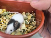 Dünyanın en küçük hamsteri pandalar