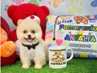ANTALYA ORJİNAL POMERANİAN BOO YAVRULAR GEL GÖR AL
