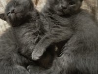 Dişi erkek scottish fold