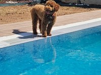 Poodle Kopeğimiz