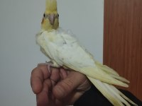 Sultan papağanı sağlıklı