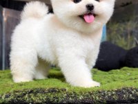 POMERANİAN BOO KARDEŞLER