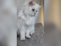 Üst kalite son erkek british longhair yavrum atlas