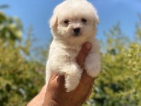 MALTESE TERRİER YAVRULARIMIZ