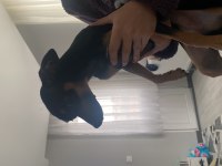 Gece 1 buçuk yaşında erkek pinscher