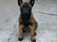 A kalite Belçika Malinois yavrular