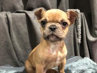 Fawn french bulldog yavrumuz