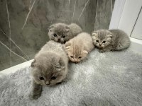 Güzel Scottish Fold Yavrularımız