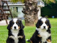 EŞSİZ BİR BERNESE İÇİN BİZİ ARAMADAN KARAR VERMEYN