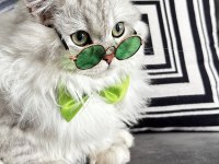British longhair kedime eş arıyorum