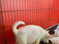 2,5 aylık gökyüzü mavisi oyuncu erkek husky