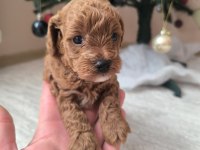 Safkan Toy Poodle Erkek Yavru Sevecen, Zeki ve Oyncu Dost