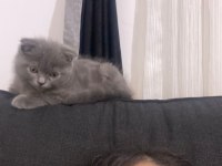 2.5 aylık scottish fold duman