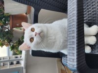 8 Aylık British Shorthair Sahiplendirme İstanbul