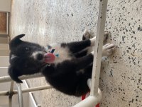 Border Collie Köpeğimiz
