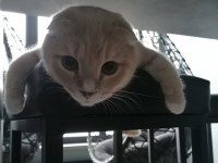 4 yaşında erkek scottish fold